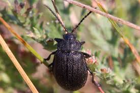 Attēlu rezultāti vaicājumam “Galeruca tanaceti”