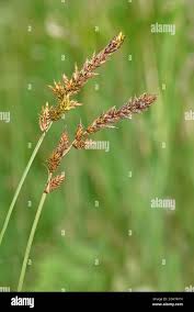 Attēlu rezultāti vaicājumam “Carex disticha”