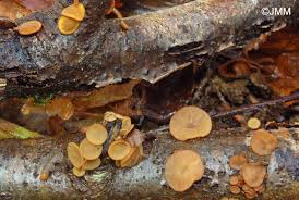 Attēlu rezultāti vaicājumam “Rutstroemia firma”