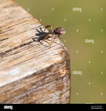 Attēlu rezultāti vaicājumam “Phylloneta cocoon”