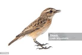 Attēlu rezultāti vaicājumam “Saxicola rubetra juvenile”