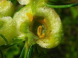 Attēlu rezultāti vaicājumam “Geocrypta galii”