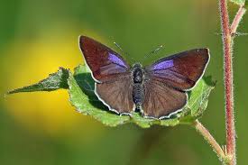 Attēlu rezultāti vaicājumam “Favonius quercus”