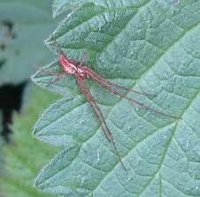 Attēlu rezultāti vaicājumam “Tetragnatha montana”