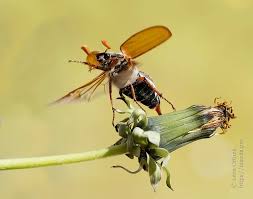 Attēlu rezultāti vaicājumam “Melolontha melolontha imago”