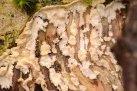 Attēlu rezultāti vaicājumam “Athelia arachnoidea”