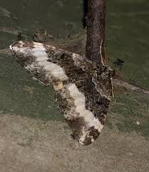 Attēlu rezultāti vaicājumam “Euphyia unangulata”