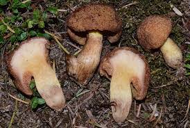 Attēlu rezultāti vaicājumam “Boletales”