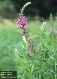 Image result for Lythrum salicaria