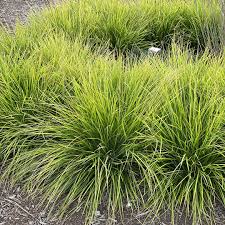 Attēlu rezultāti vaicājumam “Sesleria caerulea”