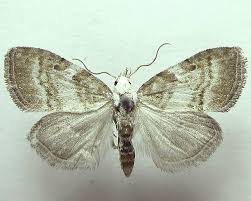 Attēlu rezultāti vaicājumam “Nola aerugula”