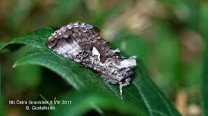 Attēlu rezultāti vaicājumam “Syngrapha interrogationis”