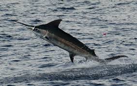 Image result for Makaira nigricans