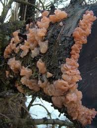 Attēlu rezultāti vaicājumam “Craterocolla cerasi”