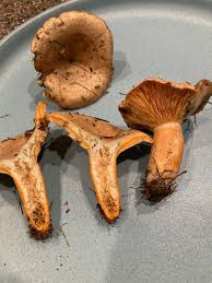 Attēlu rezultāti vaicājumam “Hygrophoropsis aurantiaca”