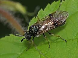 Attēlu rezultāti vaicājumam “Arge ustulata”