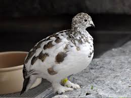 Image result for Lagopus muta