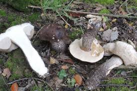 Attēlu rezultāti vaicājumam “Leccinum melaneum”