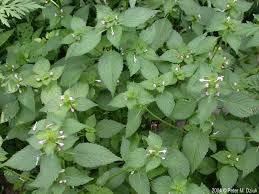 Attēlu rezultāti vaicājumam “Galeopsis tetrahit flower”