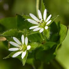 Attēlu rezultāti vaicājumam “Stellaria media flower”