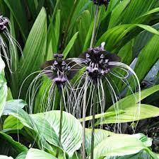 Image result for Tacca chantrieri