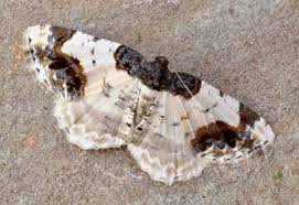 Attēlu rezultāti vaicājumam “Ligdia adustata”