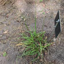 Attēlu rezultāti vaicājumam “Carex pseudocyperus”