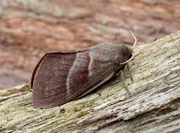 Attēlu rezultāti vaicājumam “Macrothylacia rubi”