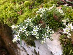 Attēlu rezultāti vaicājumam “Sedum hispanicum leaf”