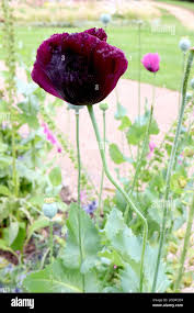 Image result for Papaver somniferum Black