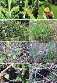 Attēlu rezultāti vaicājumam “Euphydrias aurinia upperside”