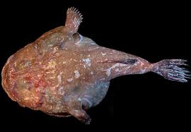 Attēlu rezultāti vaicājumam “Lophozia longidens”