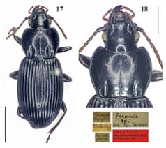 Attēlu rezultāti vaicājumam “Pterostichus sp.”