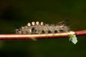 Attēlu rezultāti vaicājumam “Acronicta megacephala larva”
