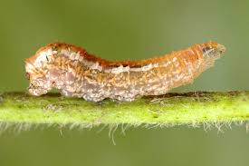 Attēlu rezultāti vaicājumam “Syrphus sp. larva”