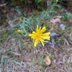 Attēlu rezultāti vaicājumam “Hieracium murorum flower”