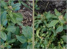 Attēlu rezultāti vaicājumam “Chenopodium rubrum flower”