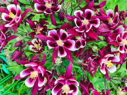 Attēlu rezultāti vaicājumam “Aquilegia vulgaris leaf”