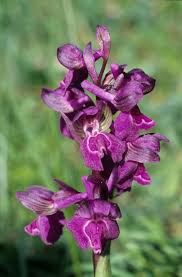 Attēlu rezultāti vaicājumam “Orchis morio”