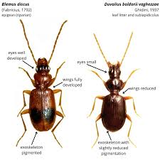 Attēlu rezultāti vaicājumam “Carabidae”