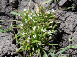 Attēlu rezultāti vaicājumam “Limosella aquatica leaf”