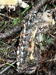 Attēlu rezultāti vaicājumam “Serpoleskea subtilis”