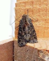 Attēlu rezultāti vaicājumam “Apamea remissa”