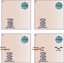 Attēlu rezultāti vaicājumam “Geocrypta galii”