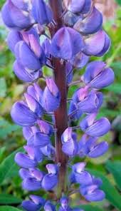 Attēlu rezultāti vaicājumam “Lupinus polyphyllus flower”