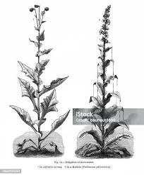 Attēlu rezultāti vaicājumam “Herminium monorchis fruit”