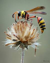 Attēlu rezultāti vaicājumam “Eumenidae”