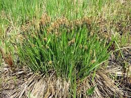 Attēlu rezultāti vaicājumam “Carex cespitosa flower”