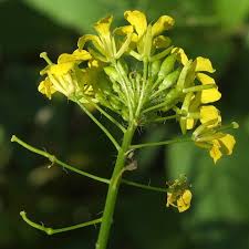 Attēlu rezultāti vaicājumam “Sisymbrium loeselii flower”