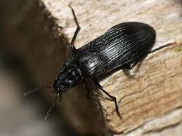 Attēlu rezultāti vaicājumam “Melandrya dubia”